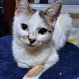 6月9日ひたちなか店に参加するネコスペ事務局の保護猫03