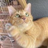 6月9日ひたちなか店に参加するネコスペ事務局の保護猫04