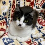 6月9日ひたちなか店に参加するネコスペ事務局の保護猫05