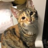 6月9日ひたちなか店に参加するネコスペ事務局の保護猫06