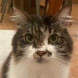 6月9日ひたちなか店に参加するネコスペ事務局の保護猫08