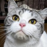 6月9日ひたちなか店に参加するネコスペ事務局の保護猫09