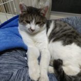 6月9日ひたちなか店に参加するネコスペ事務局の保護猫10