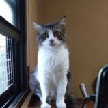 6月9日ひたちなか店に参加するネコスペ事務局の保護猫12