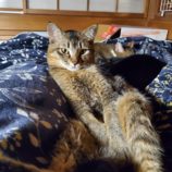 6月9日ひたちなか店に参加するネコスペ事務局の保護猫14