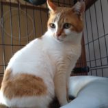 6月9日ひたちなか店に参加するネコスペ事務局の保護猫15