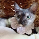 6月9日ひたちなか店に参加するネコスペ事務局の保護猫16