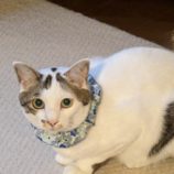 6月9日ひたちなか店に参加するネコスペ事務局の保護猫17