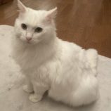 6月9日ひたちなか店に参加するネコスペ事務局の保護猫18