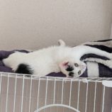 6月9日ひたちなか店に参加するネコスペ事務局の保護猫20