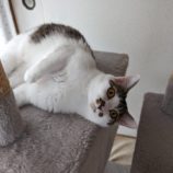 6月9日ひたちなか店に参加するネコスペ事務局の保護猫21