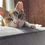 6月9日ひたちなか店に参加するネコスペ事務局の保護猫22