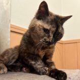 6月9日瑞穂店に参加するまたたび家の保護猫01