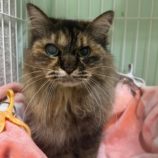 6月9日瑞穂店に参加するまたたび家の保護猫02