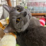 6月9日瑞穂店に参加するまたたび家の保護猫03