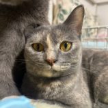 6月9日瑞穂店に参加するまたたび家の保護猫04