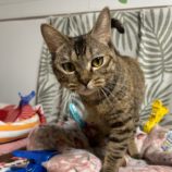 6月9日瑞穂店に参加するまたび家の保護猫05