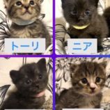 6月9日瑞穂店に参加するまたたび家の保護猫06