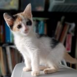 7月7日守谷店に参加するにゃんこの大冒険の保護猫01