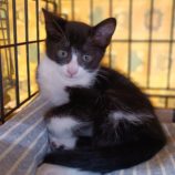 7月7日守谷店に参加するにゃんこの大冒険の保護猫02