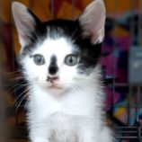 7月7日守谷店に参加するにゃんこの大冒険の保護猫03