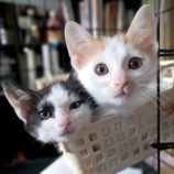 7月7日守谷店に参加するにゃんこの大冒険の保護猫04