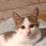 7月7日守谷店に参加するにゃんこの大冒険の保護猫05