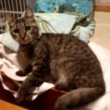 7月7日守谷店に参加するにゃんこの大冒険の保護猫06