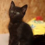 7月7日守谷店に参加するにゃんこの大冒険の保護猫07