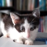 7月7日守谷店に参加するにゃんこの大冒険の保護猫08