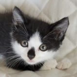 6月9日新田店に参加する花ねこ千葉の保護猫01