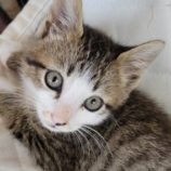 6月9日新田店に参加する花ねこ千葉の保護猫02