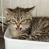 6月9日新田店に参加する花ねこ千葉の保護猫03