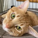 6月9日新田店に参加する花ねこ千葉の保護猫04