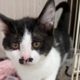 6月9日新田店に参加する花ねこ千葉の保護猫05