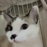 6月9日新田店に参加する花ねこ千葉の保護猫06