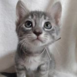 6月9日新田店に参加する花ねこ千葉の保護猫07