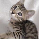 6月9日新田店に参加する花ねこ千葉の保護猫08