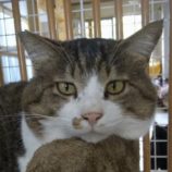 6月9日新田店に参加する花ねこ千葉の保護猫09