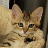 6月9日新田店に参加する花ねこ千葉の保護猫10