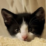 6月9日新田店に参加する花ねこ千葉の保護猫11