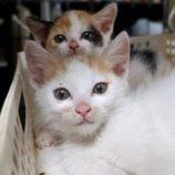 6月23日小山店に参加するにゃんこの大冒険の保護猫01