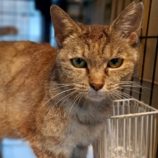 6月23日小山店に参加するにゃんこの大冒険の保護猫03