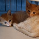 6月23日小山店に参加するにゃんこの大冒険の保護猫04