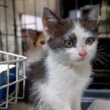 6月23日小山店に参加するにゃんこの大冒険の保護猫05