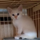 6月23日小山店に参加するにゃんこの大冒険の保護猫06