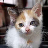 6月23日小山店に参加するにゃんこの大冒険の保護猫07