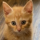 6月23日吉岡店に参加する猫のへやの保護猫01