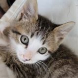 6月23日吉岡店に参加する猫のへやの保護猫03