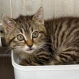 6月23日吉岡店に参加する猫のへやの保護猫06